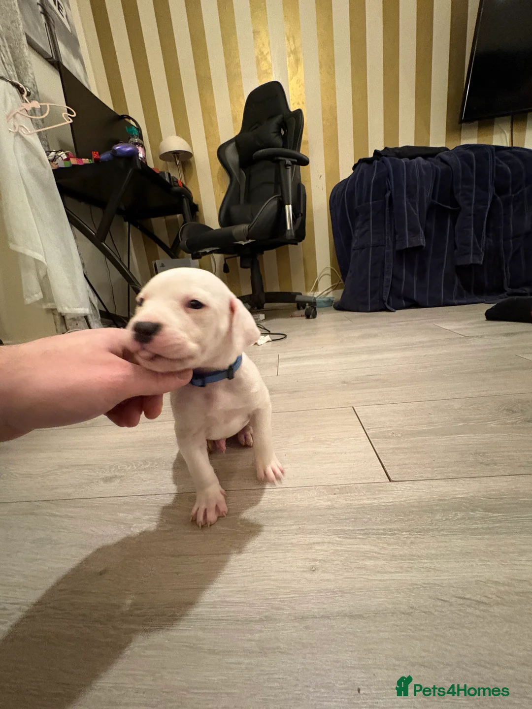 American Bulldog dogs for sale: American bulldog puppies  - Advert 20