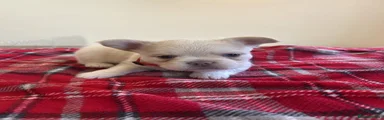 French Bulldog 4