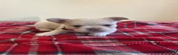French Bulldog dogs for sale: Beautiful French Bulldog Puppies — 2 Boys, 2 Girls in Spalding - Advert 2
