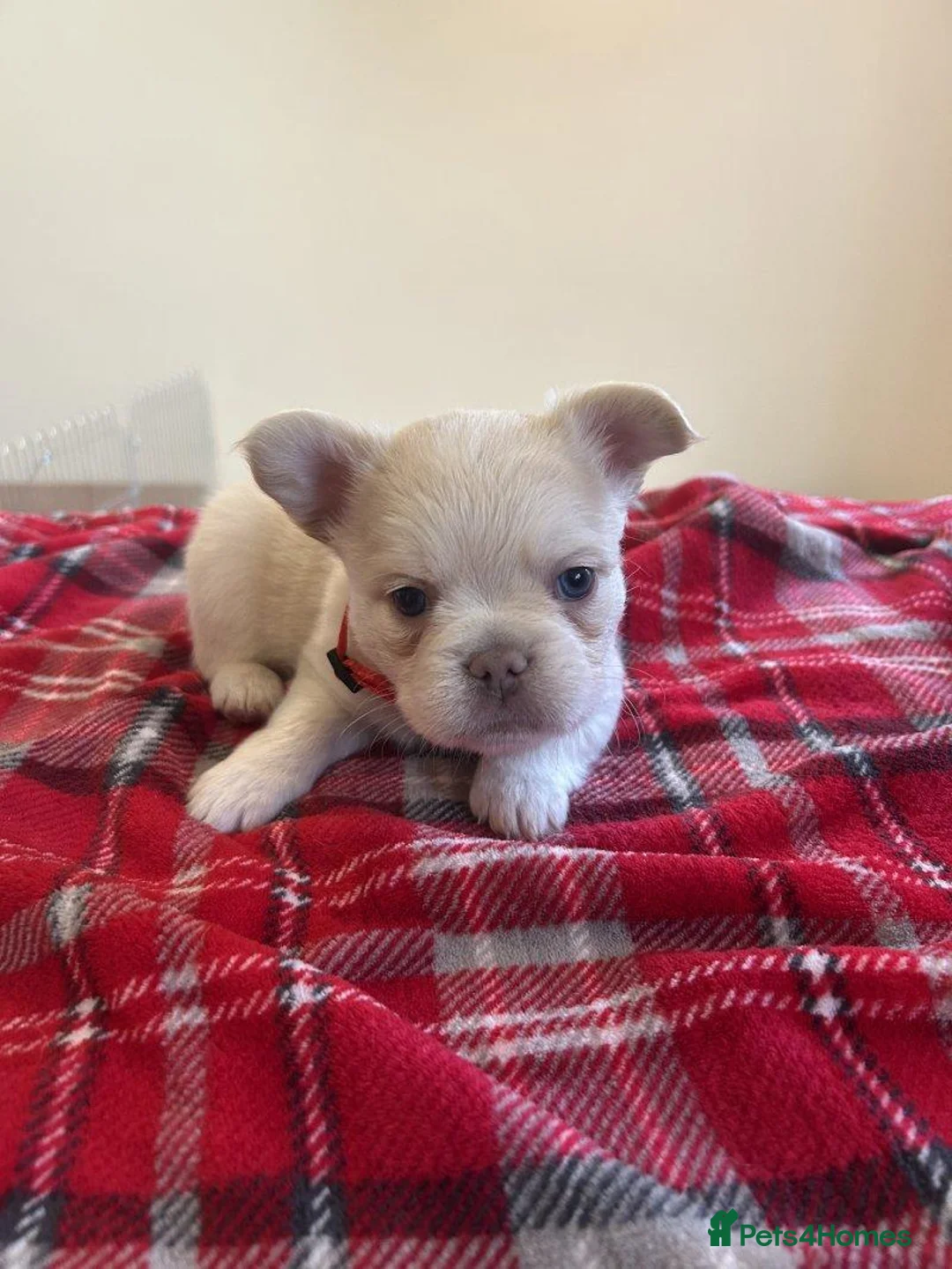 French Bulldog dogs for sale: Beautiful French Bulldog Puppies — 2 Boys, 2 Girls in Spalding - Advert 2