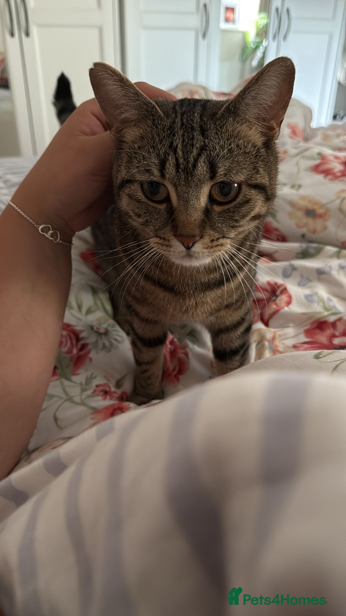 Mixed Breed cats Mixed Tabby - Advert 4