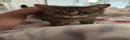 Mixed Breed cats for sale: Mixed Tabby - Advert 1
