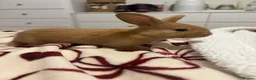Mixed Breed rabbits for sale: Rabbits aged 5 weeks currently in Portsmouth - Advert 22