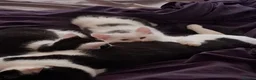 British Longhair cats for sale: THE FLUFFY DUO: Rare British Longhair Sisters - Advert 1