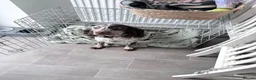 Cocker Spaniel dogs for sale: Working cocker spaniel looking for new home - Advert 2