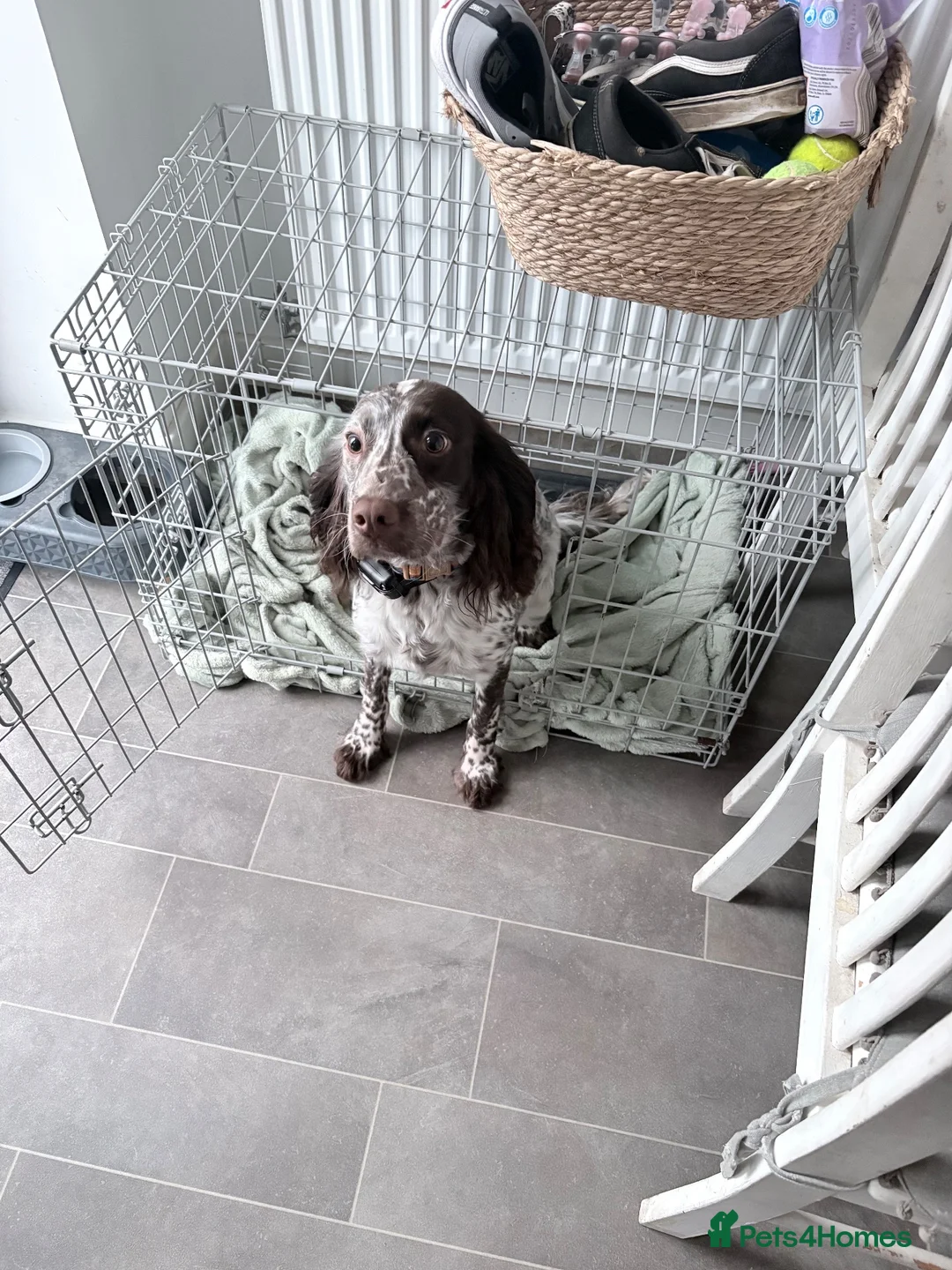Cocker Spaniel dogs for sale: Working cocker spaniel looking for new home - Advert 2