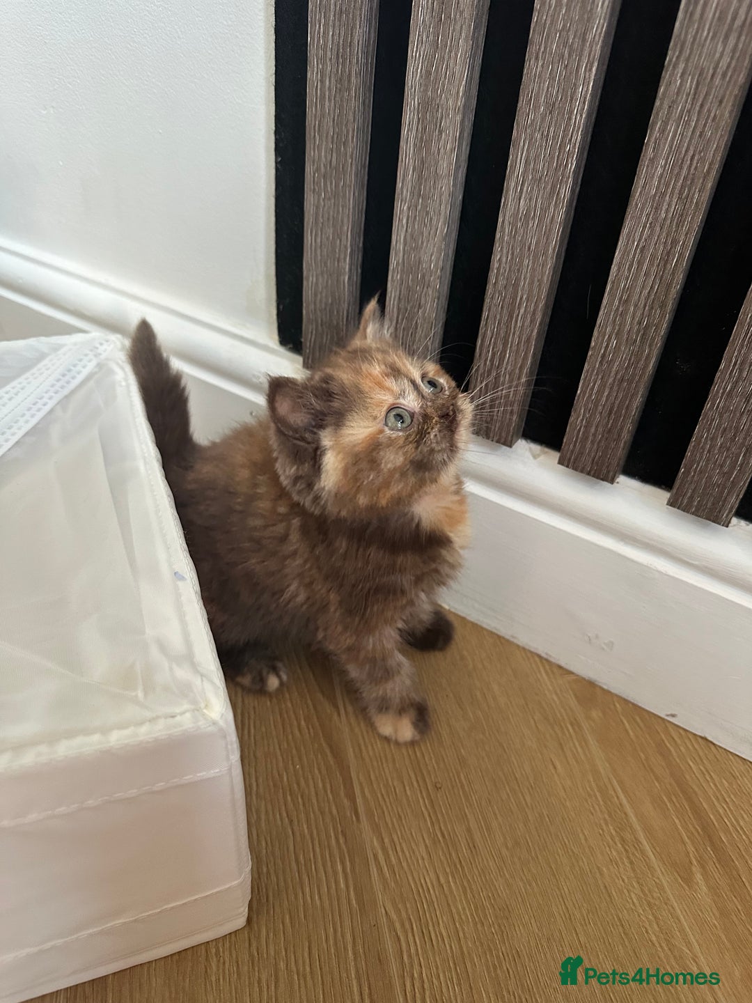 British Shorthair cats for sale: 🌈🌈😍😍Stunning Pure Pedigree Litter BSH ❤️❤️🌈🌈 - Advert 19