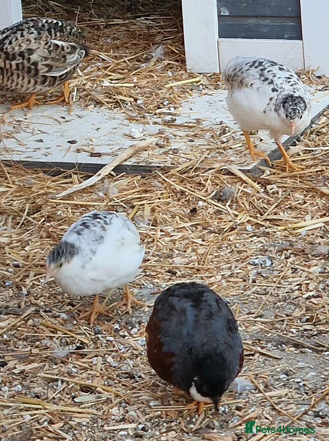 Quail poultry for sale: Button quail male and female  - Advert 4