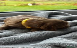 Cocker Spaniel dogs for sale: ✨ Cuddles Await from our Cocker Spaniel Pups  - Image 36