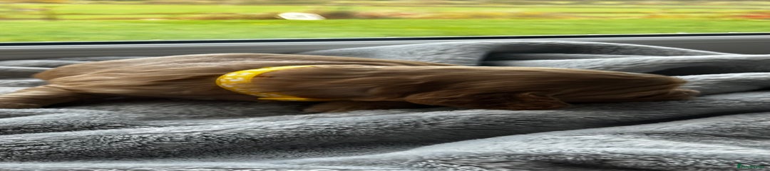 Cocker Spaniel Puppy 7