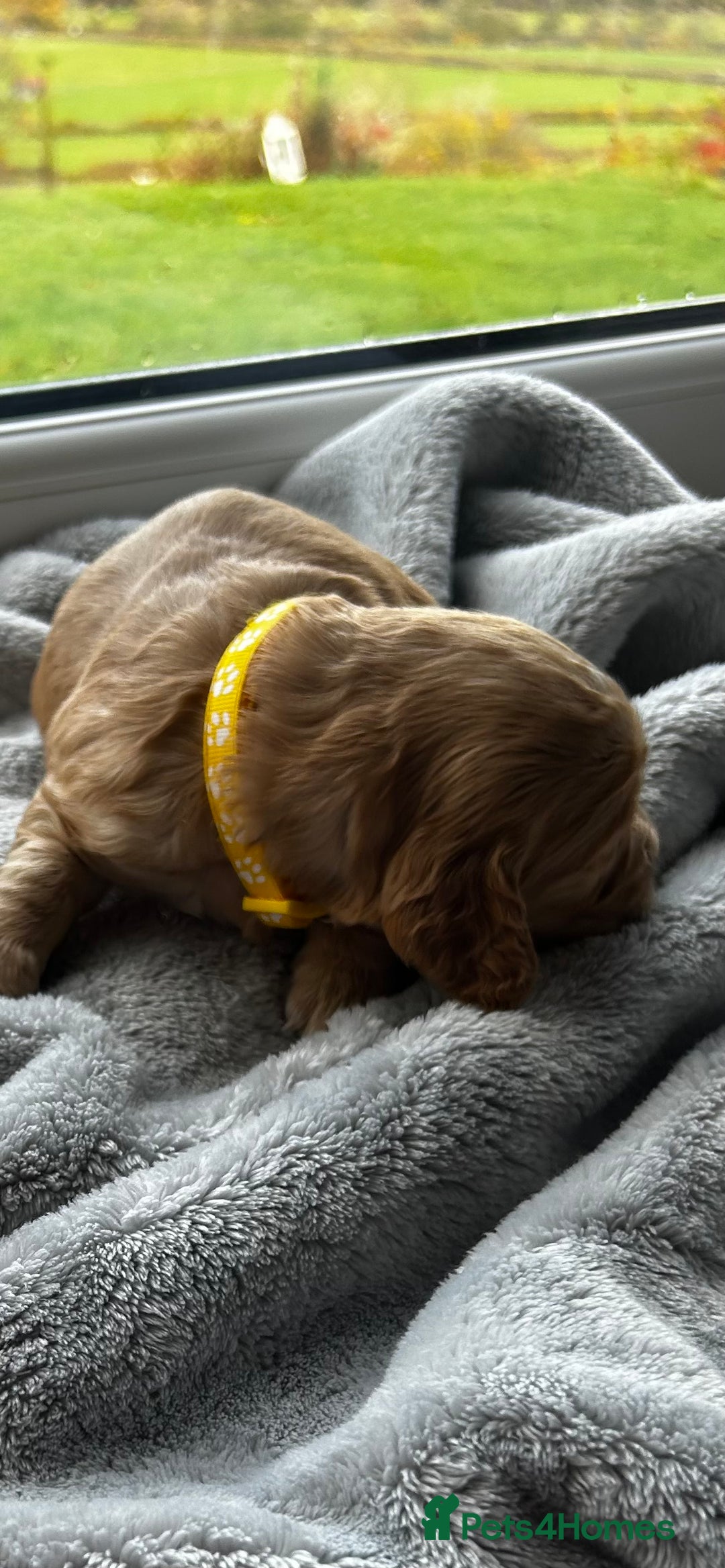 Cocker Spaniel dogs for sale: ✨ Cuddles Await from our Cocker Spaniel Pups  - Image 36