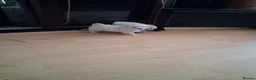 Bichon Frise dogs for sale: 2 Puppy Bichon Frise - Advert 13