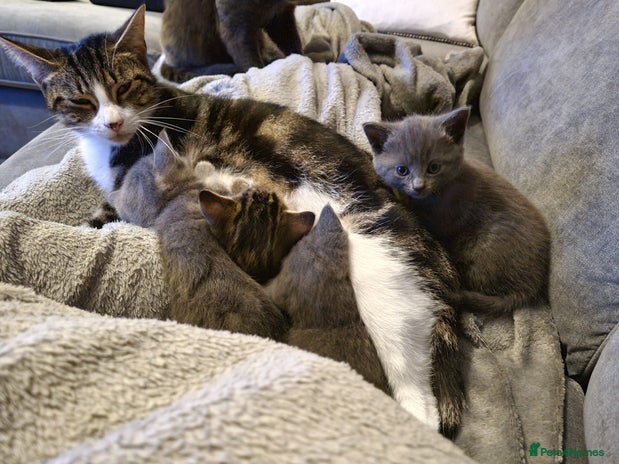 Mixed Breed cats Beautiful grey/tabby female kittens - Advert 3