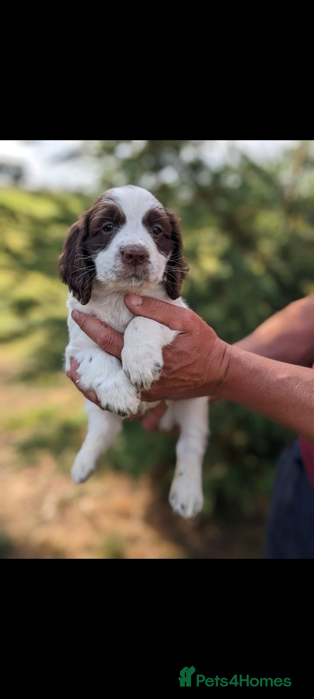 Sprocker dogs for sale: Sprocker pups  - Advert 4
