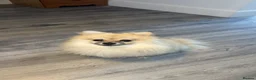 Pomeranian dogs for sale: Gorgeous Pomeranian  in Redcar - Advert 2