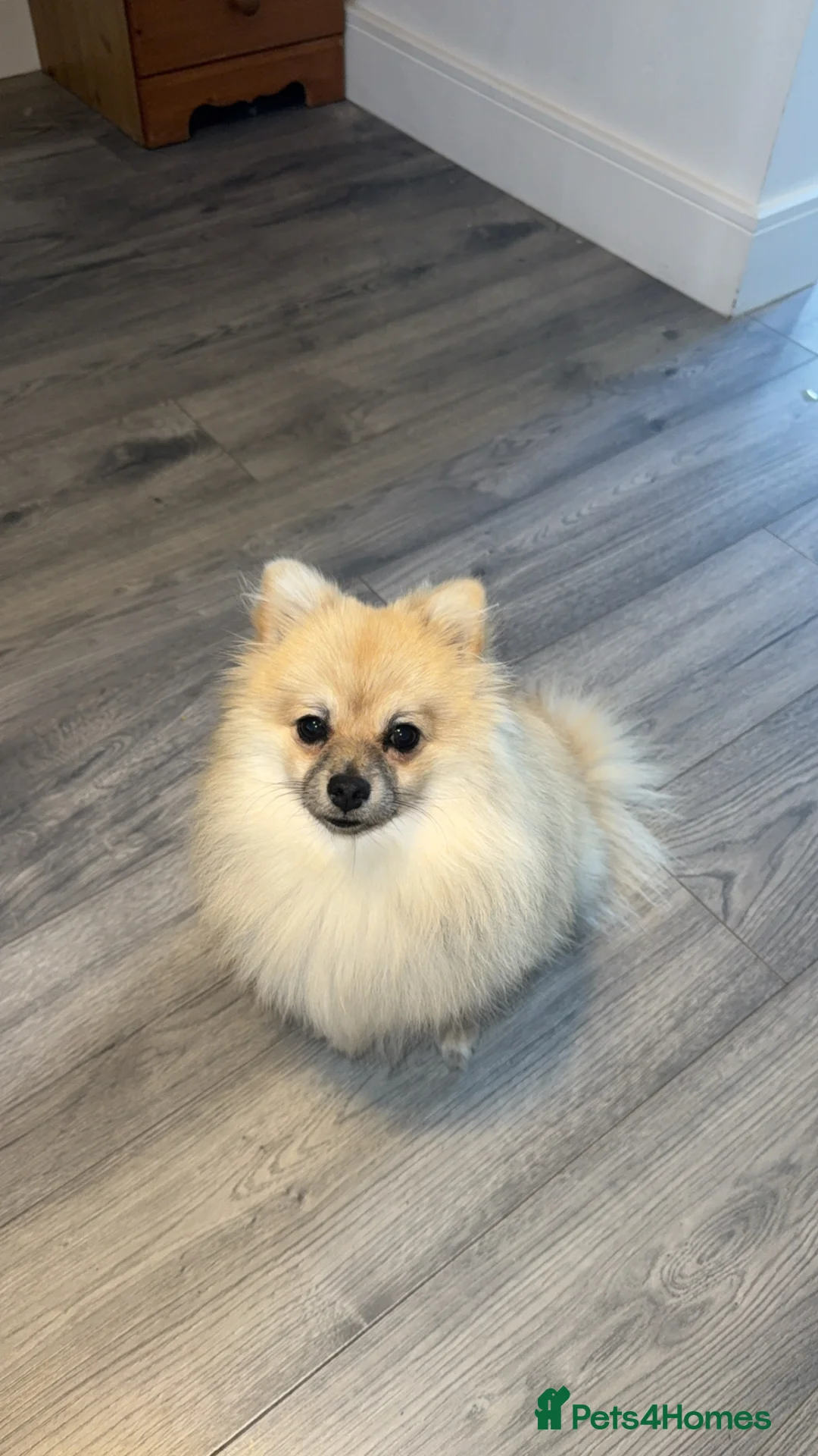 Pomeranian dogs for sale: Gorgeous Pomeranian  in Redcar - Advert 2
