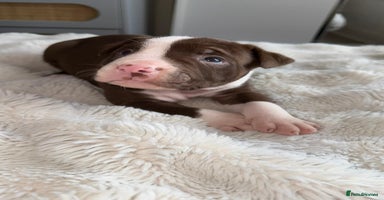 Mixed Breed dogs Olde tyme English Bulldogge/Staffy bull Collie mix - Advert 12