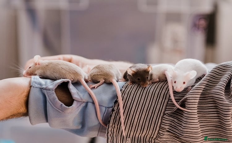 Mouse rodents - Advert 2