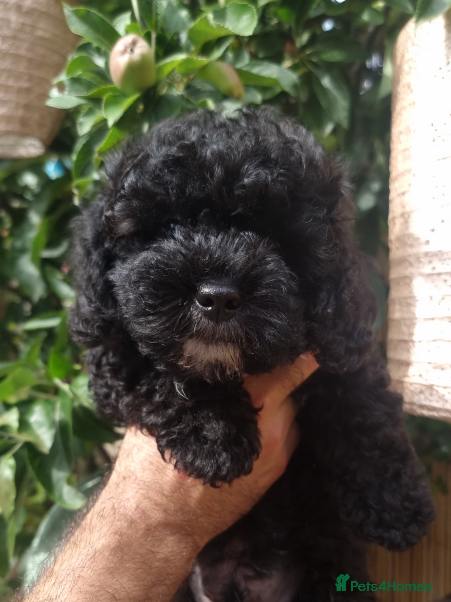 Shihpoo dogs ❤️ Beautiful Shihpoo’s 🐶 ❤️ - Advert 1
