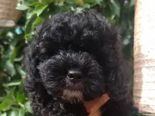 Shihpoo dogs ❤️ Beautiful Shihpoo’s 🐶 ❤️ - Advert 1