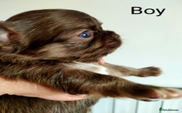 Chihuahua dogs for sale: Only one beautiful boy left,he's totally stunning  - Image 18