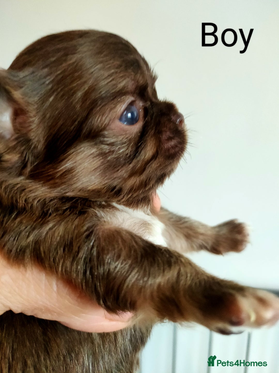 Chihuahua dogs for sale: Only one beautiful boy left,he's totally stunning  - Image 18