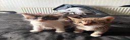 Norwegian Forest Cat cats for sale: 4 kittens Norwegian X Russian Blue - Advert 4