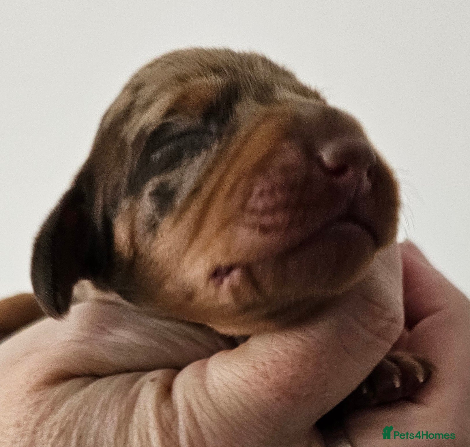 Dachshund dogs Stunning puppies, kc registered parents  - Advert 1