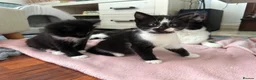 Mixed Breed cats for sale: 8 beautiful fluffy kittens 😻 - Advert 6