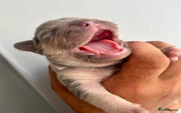 French Bulldog dogs for sale: ONE FEMALE LEFT -gorgeous grey French Bulldogs - Image 11