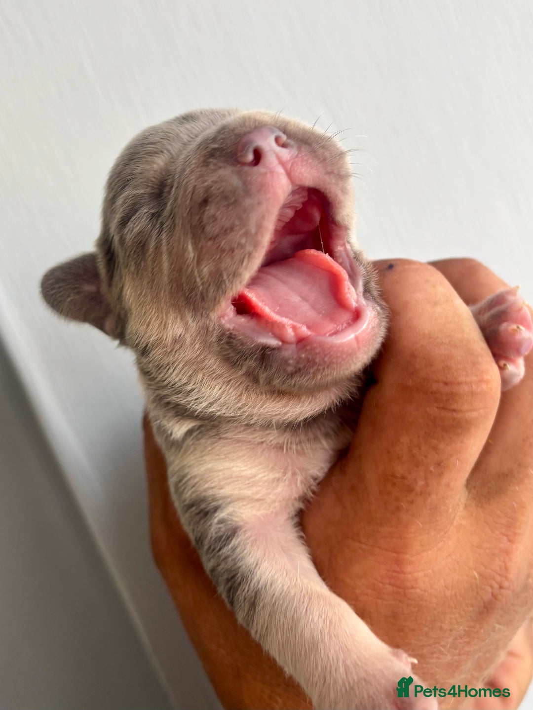 French Bulldog dogs for sale: ONE FEMALE LEFT -gorgeous grey French Bulldogs - Image 11