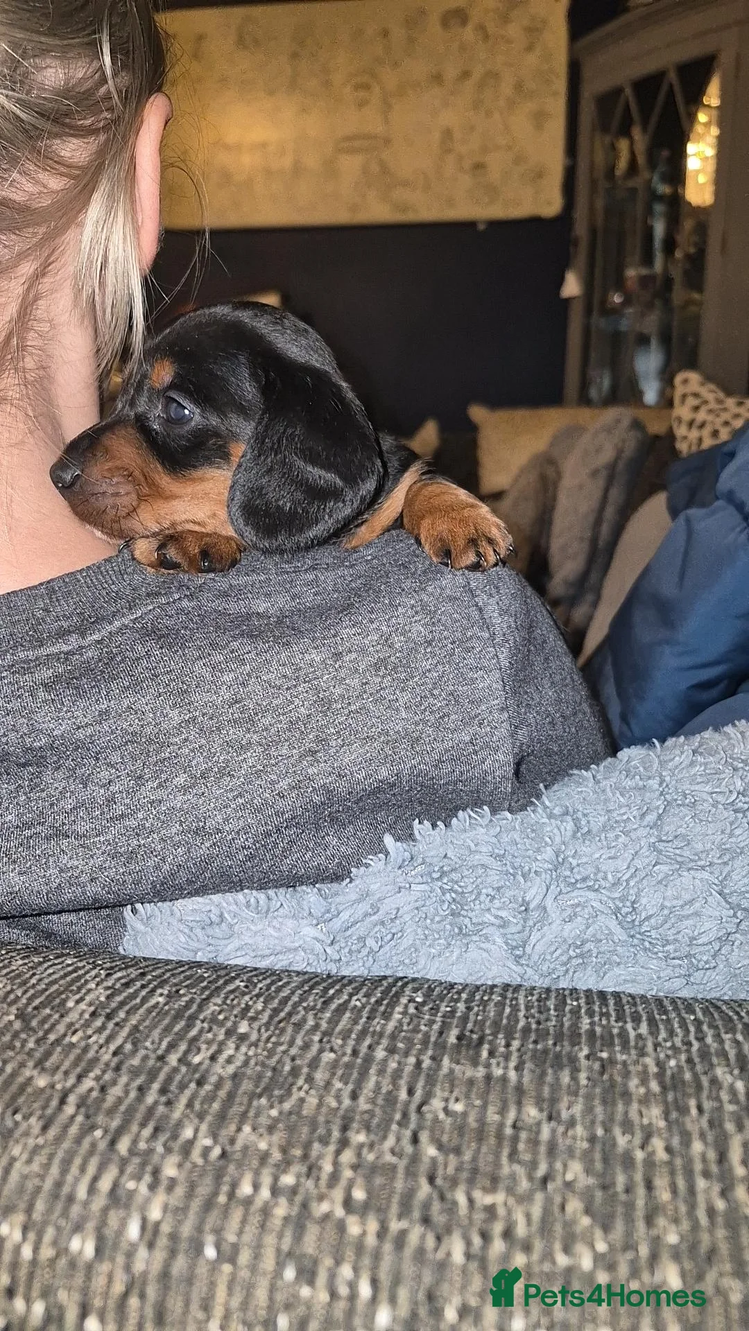 Miniature Dachshund dogs for sale: Miniature daschund puppies in Faversham - Advert 6