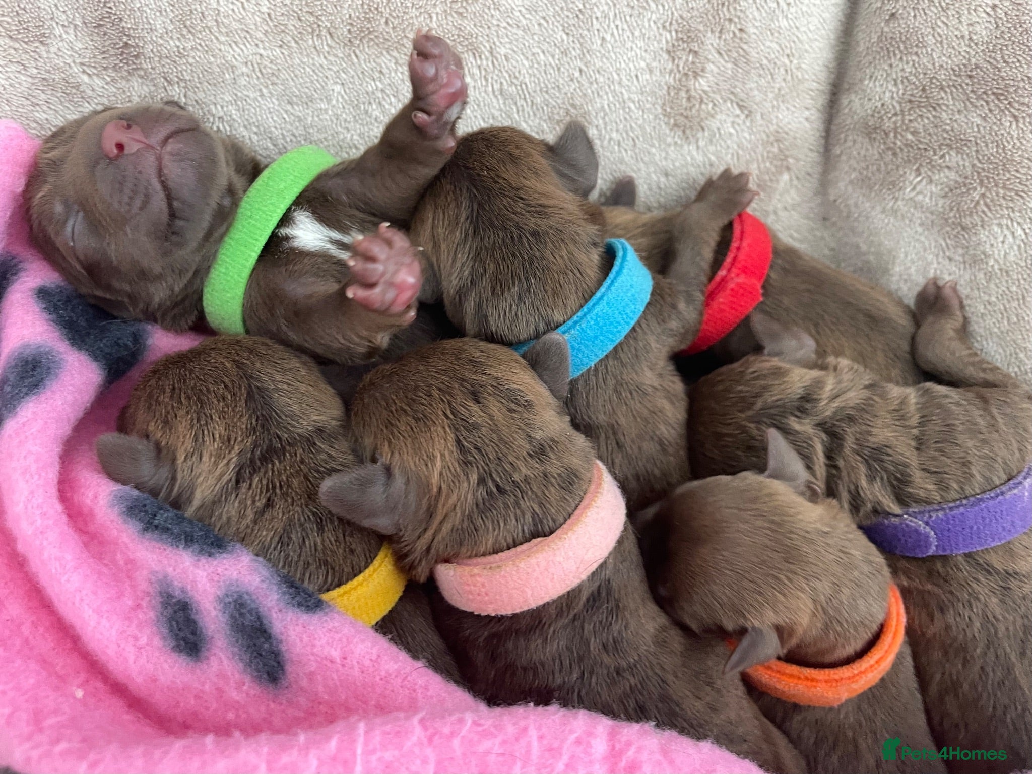 Patterdale Terrier dogs Chocolate Patterdale Terrier Puppies for sale - Advert 6
