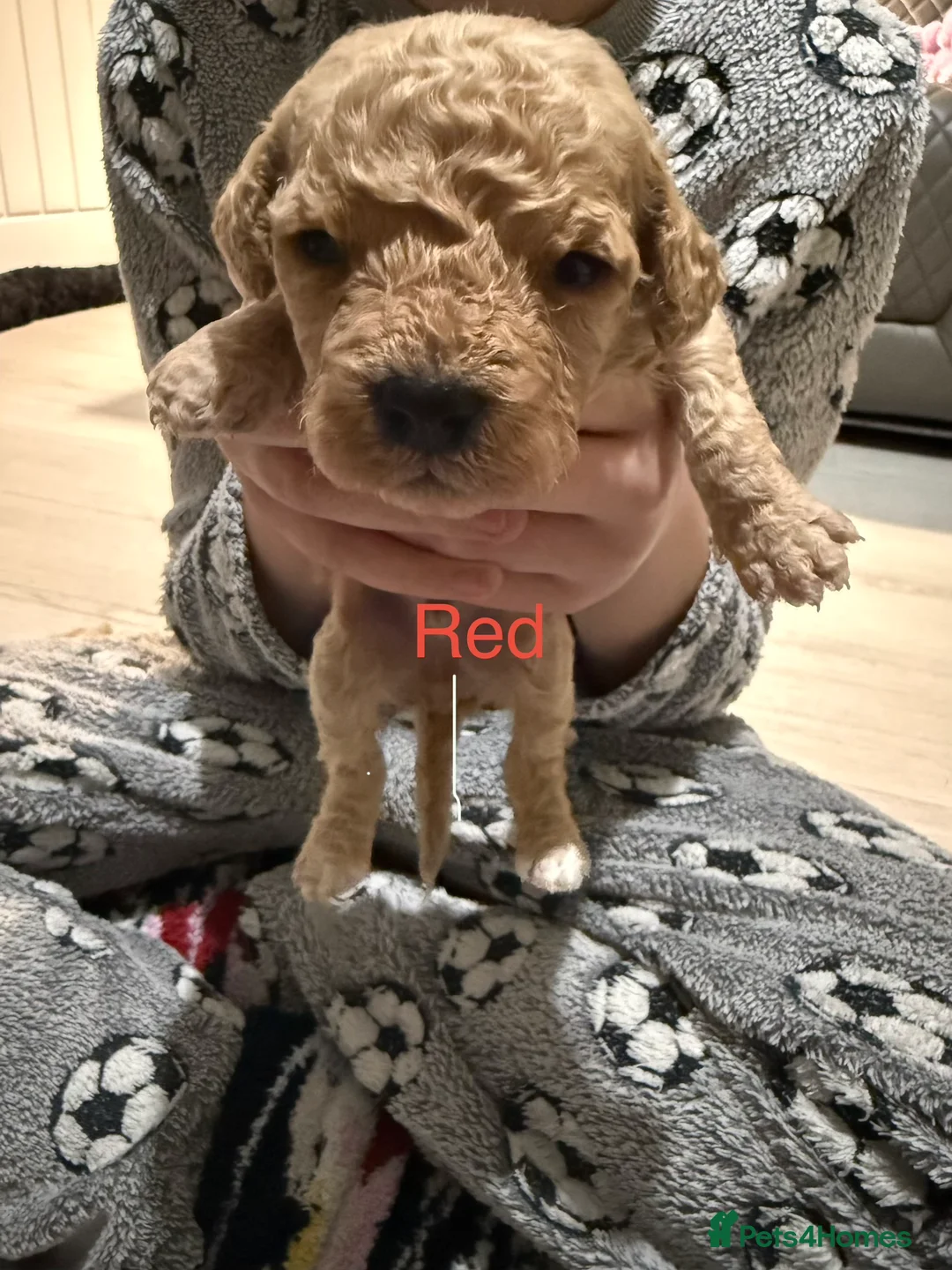 Mixed Breed dogs for sale: 8 Beautiful Cavapoochon Puppies in Bacup - Advert 25