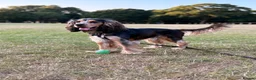 Cocker Spaniel dogs for stud: KC BLACK SABLE SHOW COCKER SPANIEL–STUD AVAILABLE  in Halifax - Advert 4