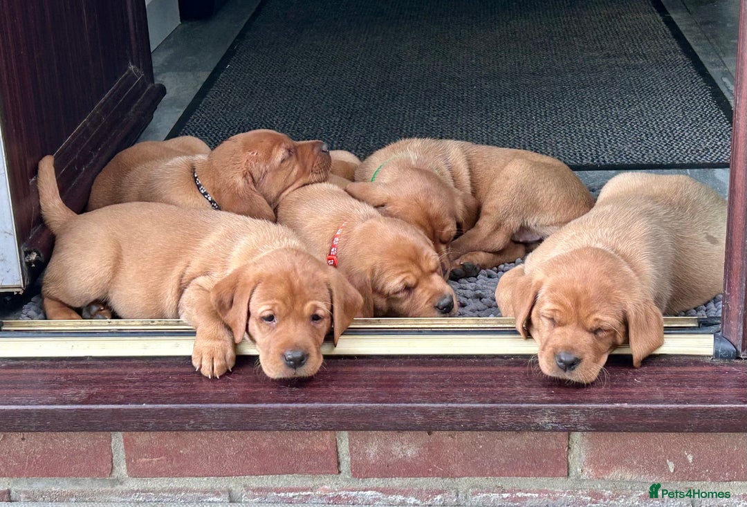 Labrador Retriever dogs for sale: 3 beautiful bitch puppies - Image 1