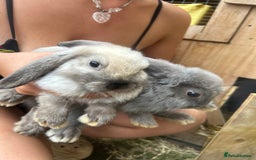Mini Lop rabbits for sale: Beautiful mini lop bucks and does available  - Image 6