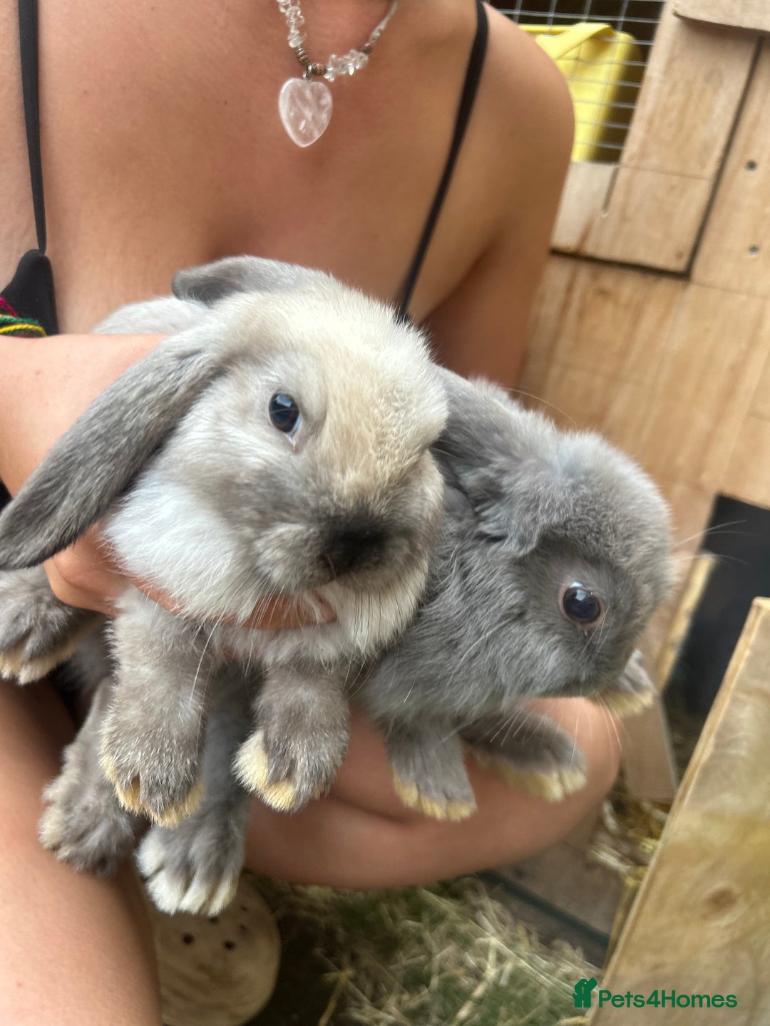 Mini Lop rabbits for sale: Beautiful mini lop bucks and does available  - Image 6