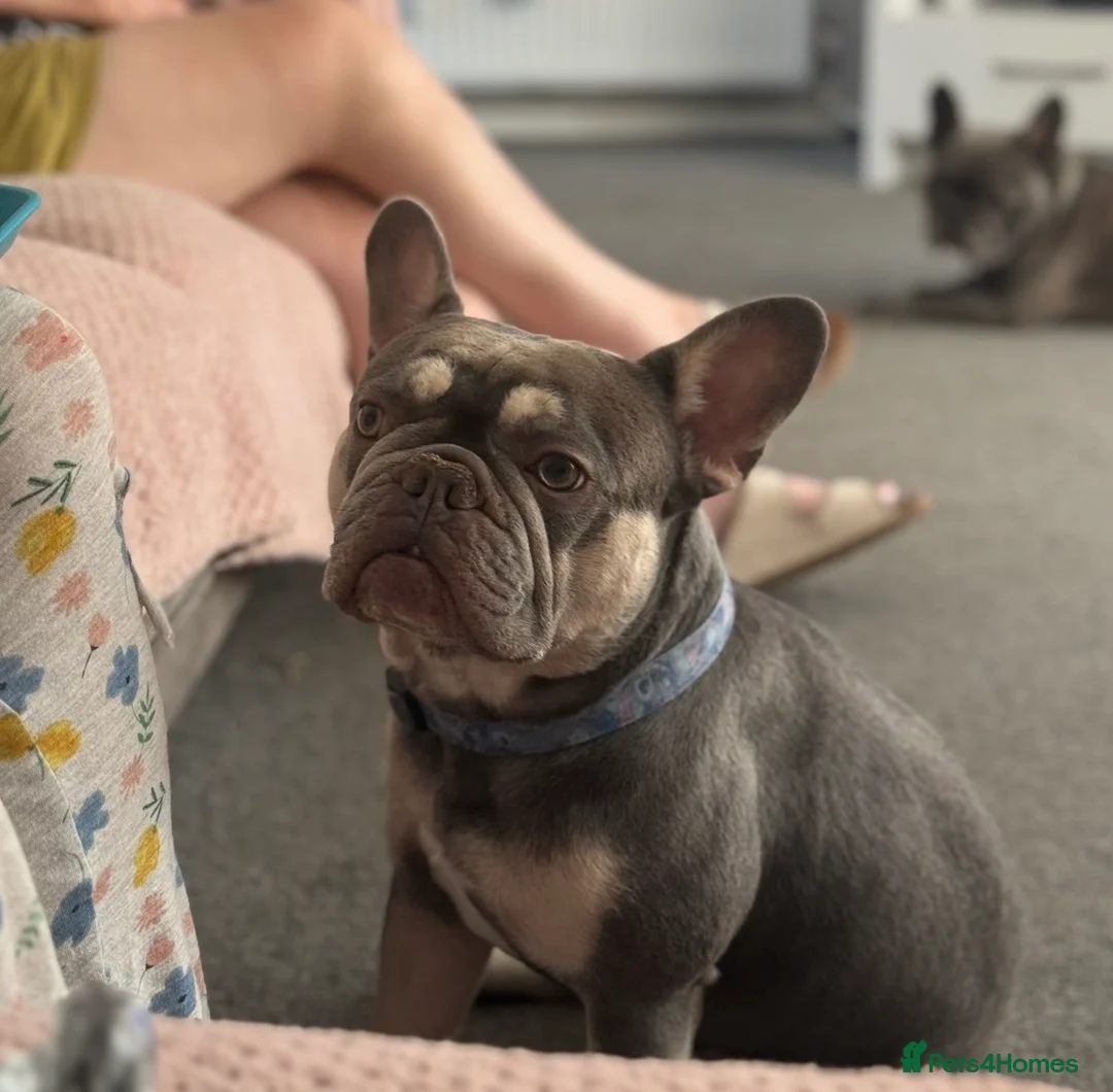 French Bulldog dogs for stud: Ronnie the French bulldog  - Advert 5