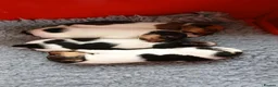 Fox Terrier dogs for sale: Wire haired fox terrier pups based in Kent in Gravesend - Advert 13