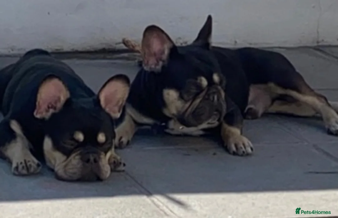 French Bulldog dogs for sale: FRENCH BULL DOGS FOR SALE - Advert 7