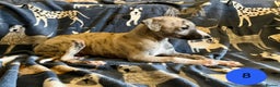 Whippet dogs for sale: KC Reg Whippet Puppies - Advert 25