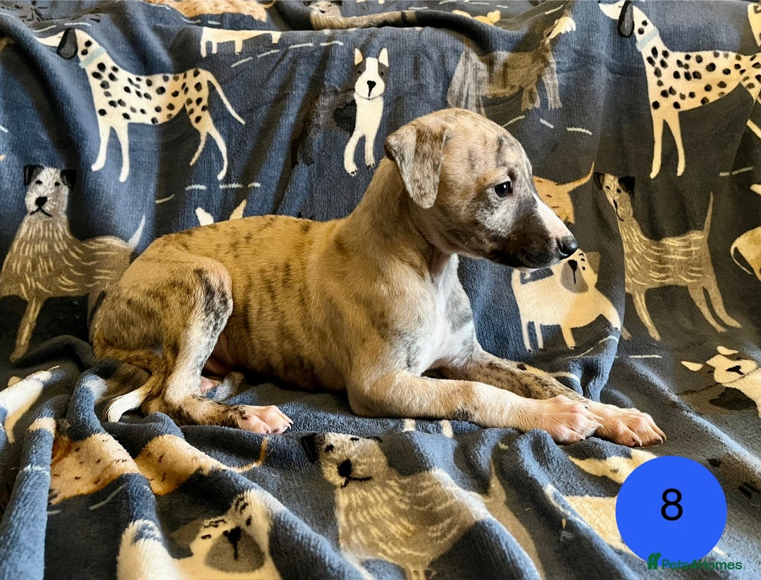 Whippet dogs for sale: KC Reg Whippet Puppies - Advert 25