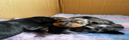 Miniature Dachshund dogs for sale: Miniature Dachshund Puppies – Ready From 4th July - Advert 4