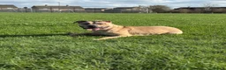 Mixed Breed dogs for sale: Female Mix Breed Mastiff  - Advert 6