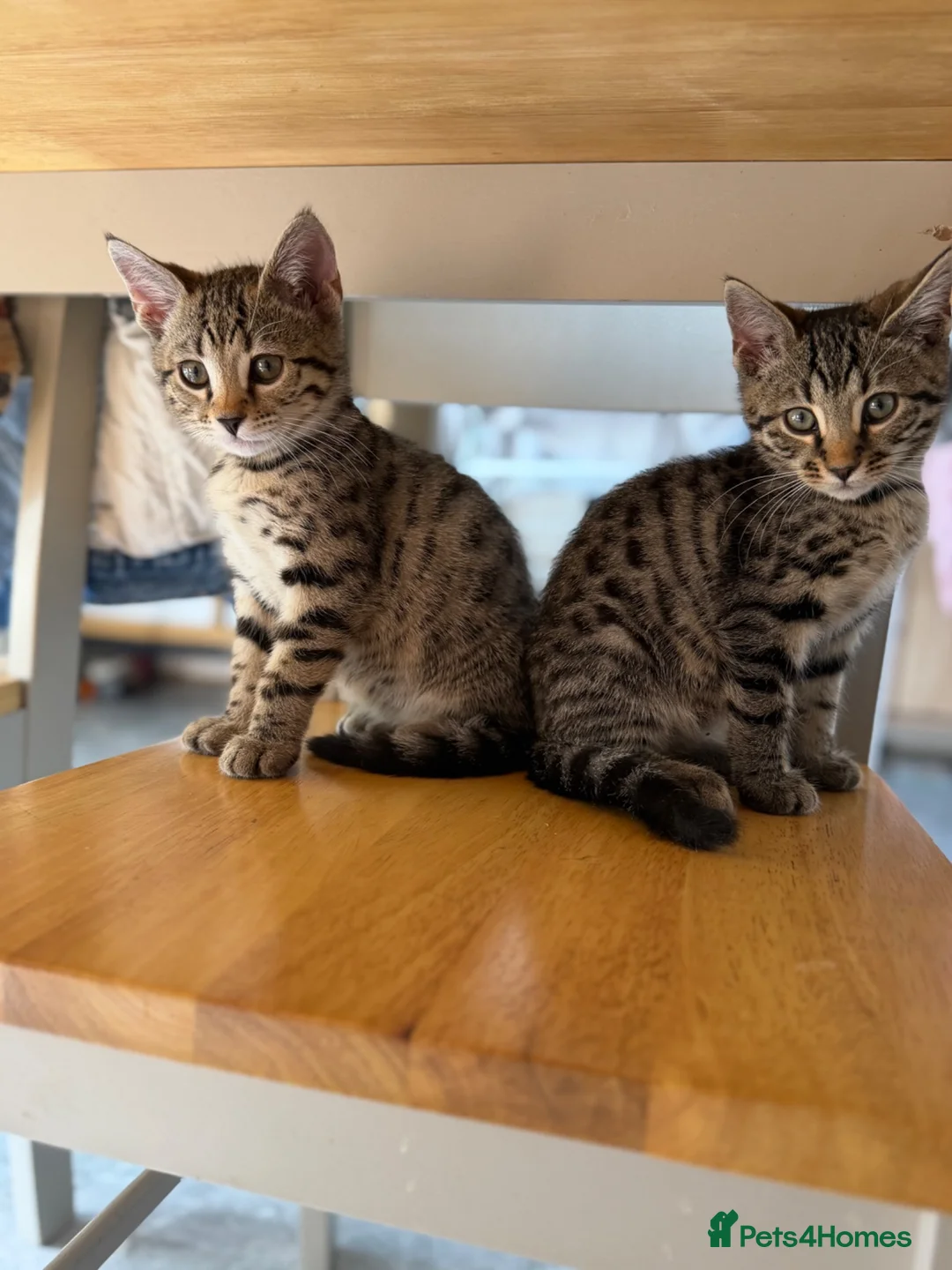 Bengal cats for sale: Two stunning boys left ❤️ - Advert 7