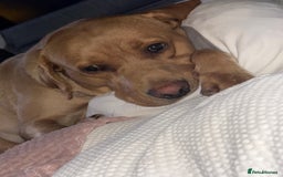 Labrador Retriever dogs for sale: Bruno - Image 3