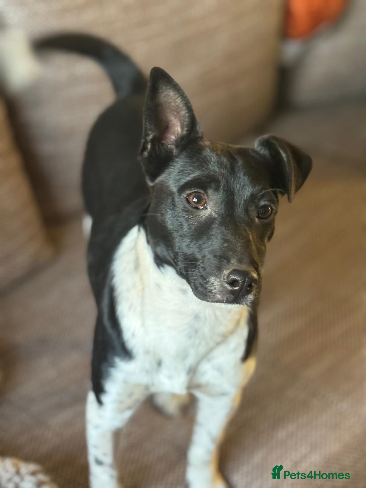 Mixed Breed dogs Little Lara looking for love - Advert 14