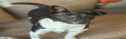Mixed Breed dogs for adoption: Little Lara looking for love - Advert 2