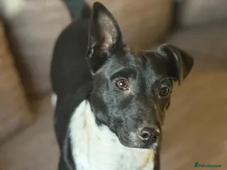 Mixed Breed dogs Little Lara looking for love - Advert 2